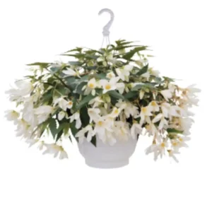 Begonia Groovy White