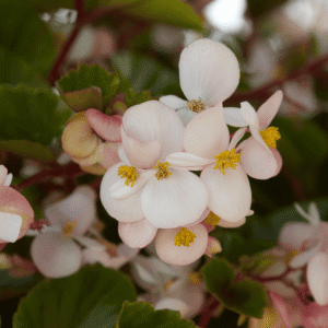 Begonia Hula Blush