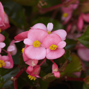 Begonia Hula Pink