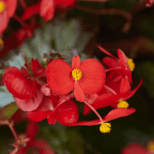Begonia Hula Red