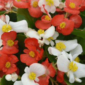 Begonia Hula Red & White Mixture