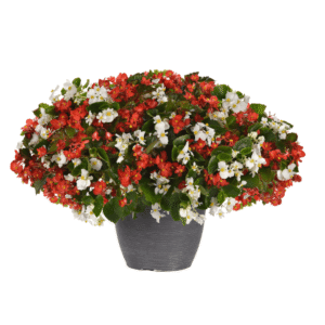 Begonia Hula Red and White Mixture