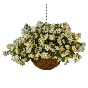 Begonia Hula White