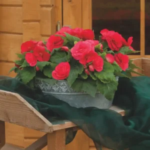 Begonia Nonstop Deep Rose - 1