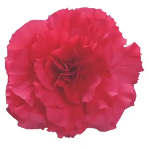 Begonia Nonstop Deep Rose