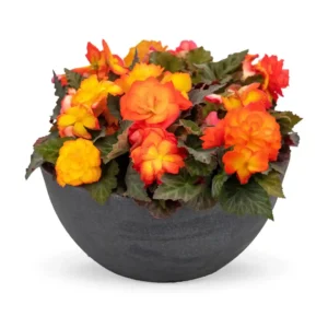 Begonia Nonstop Flame