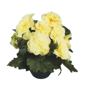 Begonia Nonstop Lemon - 1