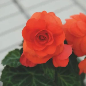 Begonia Nonstop Orange - 1