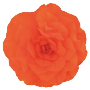Begonia Nonstop Orange