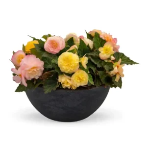 Begonia Nonstop Peach Shades - 1