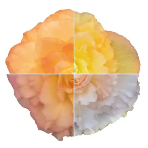 Begonia Nonstop Peach Shades