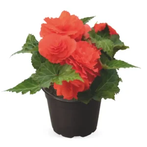 Begonia Nonstop Salmon - 1