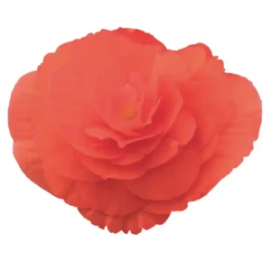 Begonia Nonstop Salmon