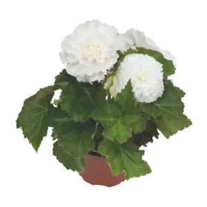 Begonia Nonstop White