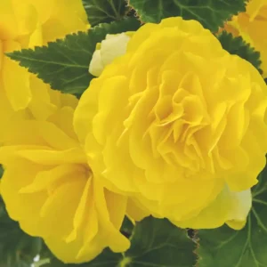 Begonia Nonstop Yellow - 1