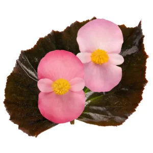 Begonia Stonehedge Ambos colores