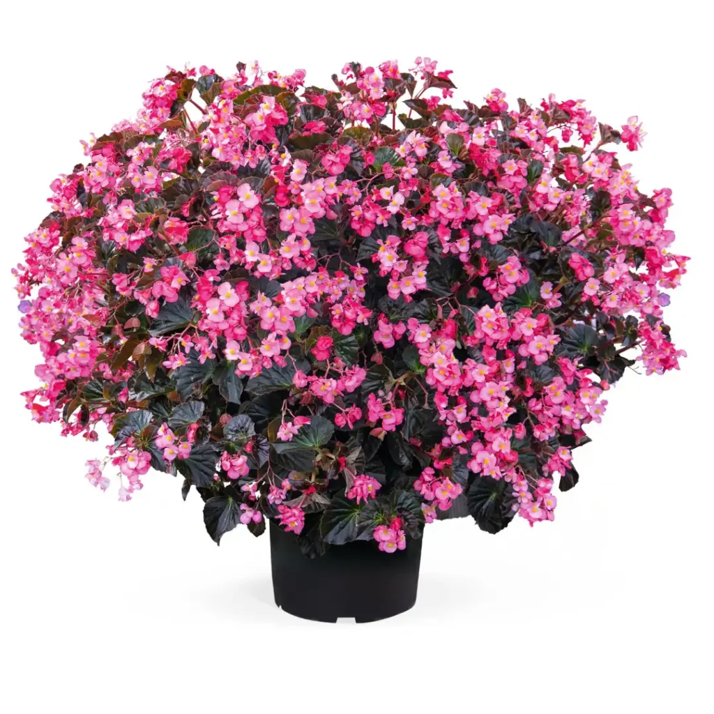 Begonia Stonehedge Rose Bronze Leaf