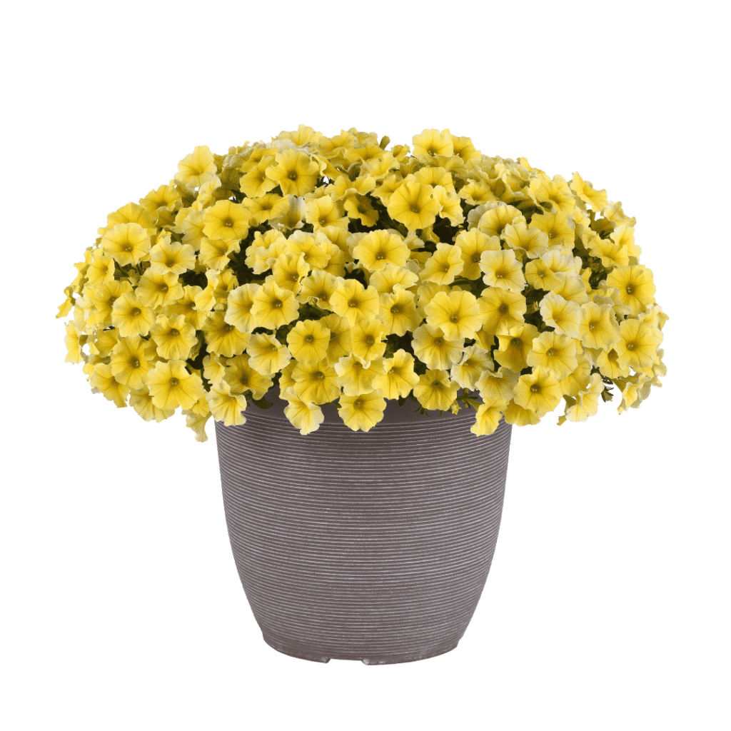Caliburst Yellow Petchoa 1