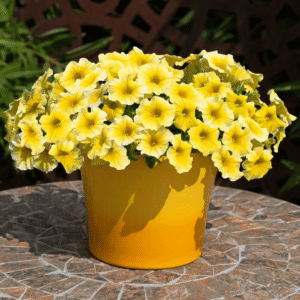 Caliburst Yellow Petchoa 2