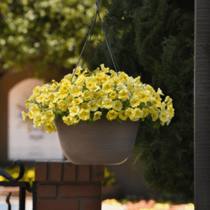 Caliburst Yellow Petchoa 4