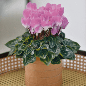 Cyclamen Indiaka Fuchsia Clair