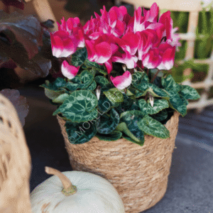 Cyclamen Indiaka Magenta