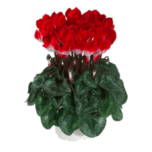 Cyclamen Indiaka Red 2