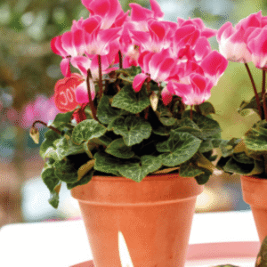 Cyclamen Indiaka Saumon