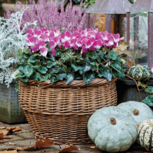 Cyclamen Indiaka Violet