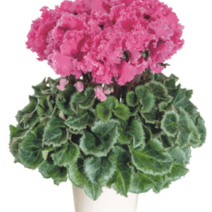 Cyclamen Latinia Crispino Fuchsia