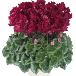 Cyclamen Latinia Crispino Magenta