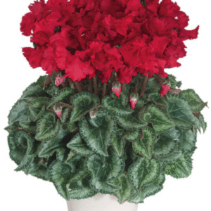 Cyclamen Latinia Crispino Rouge