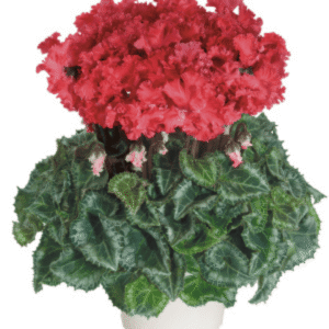 Cyclamen Latinia Crispino Saumon