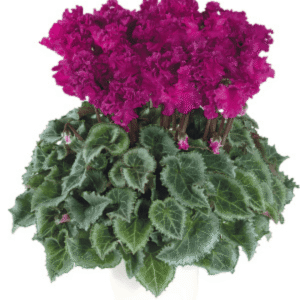 Cyclamen Latinia Crispino Violet