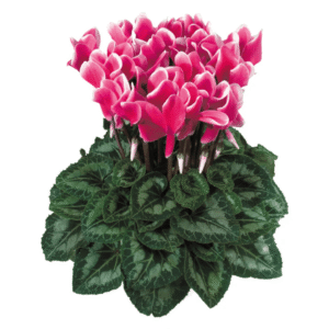 Cyclamen Latinia Fantasia Deep Rose