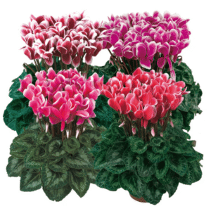 Cyclamen Latinia Fantasia Mix