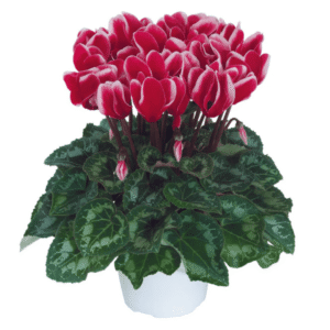 Cyclamen Latinia Fantasia Red