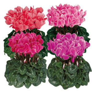 Cyclamen Latinia Flamed Mix