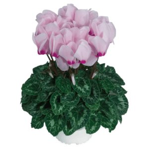 Cyclamen Latinia Success Light Pink With Eye