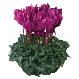 Cyclamen Latinia Success Light Purple