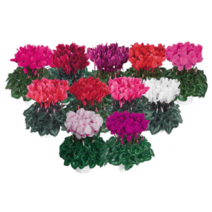 Cyclamen Latinia Success Mix