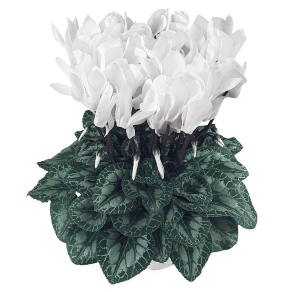 Cyclamen Latinia Success Pure White