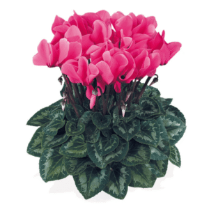 Cyclamen Latinia Success Rose