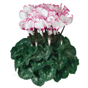 Cyclamen Latinia Victoria 50