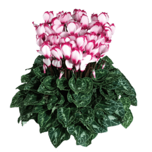 Cyclamen Latinia Victoria 50 Rose With Eye