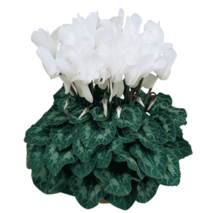 Cyclamen Latinia White