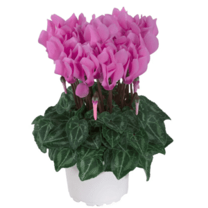 Cyclamen Macaron Persian Rose