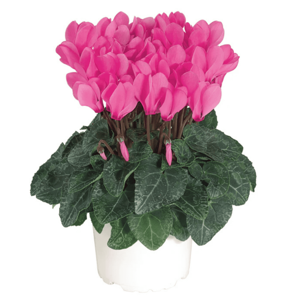 Cyclamen Macaron Rose Bengal