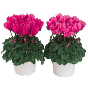 Cyclamen Macaron Rose Shades