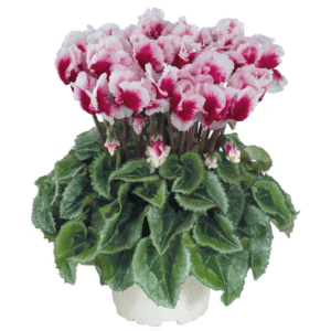 Cyclamen Metis Abanico Deep Magenta